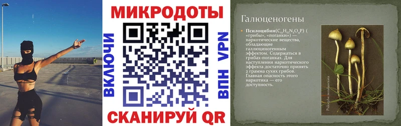 omg вход  Геленджик  Галлюциногенные грибы Psilocybe 
